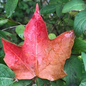 Meet your Posher, Jujulie